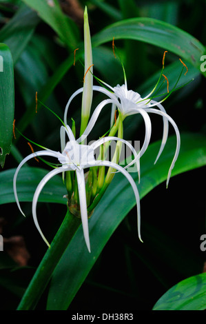 Spider lily Crinum asiaticum Amaryllidaceae. Fleur blanche avec des pétales incurvés à nouveau au 2009 Fête des fleurs à Chiang Banque D'Images