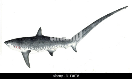 Alopias vulpinus, connu sous le nom de requin renard commun, est un grand requin prédateur trouvé dans les océans tempérés et tropicaux. Il est facilement reconnaissable à sa longue queue en forme de fouet. Banque D'Images