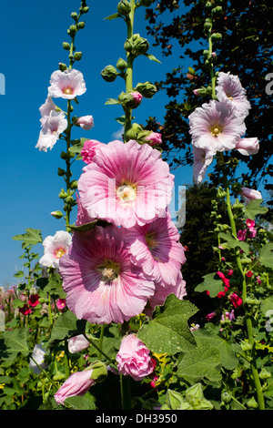 Rose Trémière, Alcea rosea. Fleurs à fleurs roses sur fond de ciel bleu. La Thaïlande, Chiang Mai, San Kamphaeng, Banque D'Images