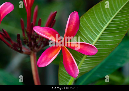 Frangipanier, Plumeria flower in rubrae, jusqu'à Phrao, Chiang Mai, Thaïlande. Banque D'Images