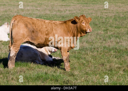 Détente du bétail dans un pré Bos taurus Banque D'Images