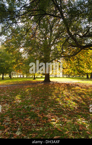 Les arbres d'automne et de feuilles mortes sur Clapham Common, London, UK. Banque D'Images