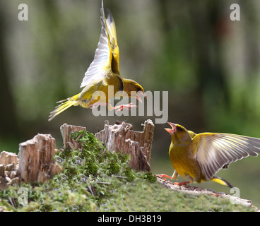 Finch vert qui se battent pour la nourriture Banque D'Images