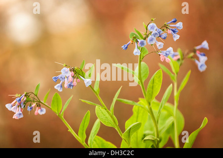 Virginia Bluebell, Mertensia virginica avec tiges ramifiées de regroupés, en entonnoir des fleurs aux couleurs bleues et violettes. Banque D'Images