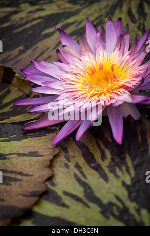 Water Lily, Nymphaea Foxfire. Grandes fleurs simples, avec des pétales violet et orange centre et mouchetée de bronze et de feuilles vertes. Banque D'Images
