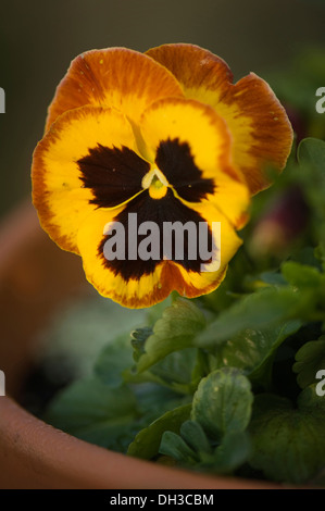 Viola x wittrockiana, Pansy. Fleur simple de couleur jaune foncé ourlé de rouge-brun et noir avec au centre. Banque D'Images