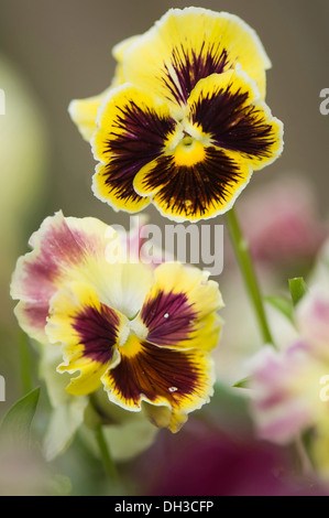 Viola x wittrockiana, Pansy. Deux fleurs avec des zones de pourpre foncé-brun depuis les centres de pétales jaunes. Banque D'Images