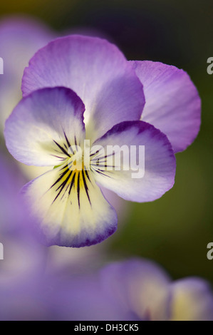 De l'alto. Fleur avec la crème délicate et pâle pétales bleu-violet et jaune au centre de l'œil. Banque D'Images