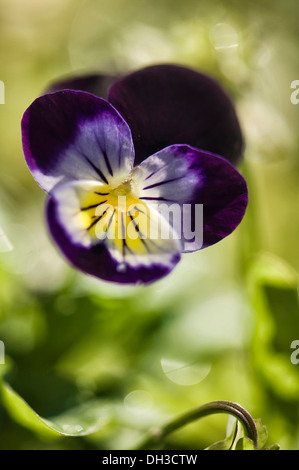 De l'alto. Seule fleur avec pétales pourpre foncé s'estompant vers centre jaune. Banque D'Images
