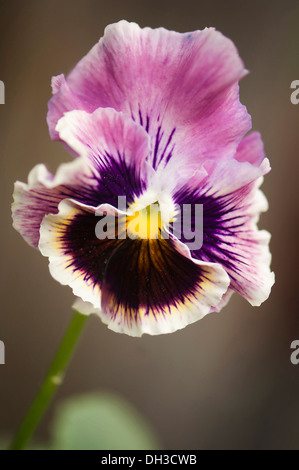 Pansy Viola x wittrockiana. Seule fleur avec 5 pétales d'aubergine et salon de the violet-brun à partir de Banque D'Images