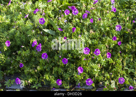 Géranium sanguin (Geranium sanguineum) Banque D'Images