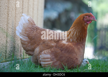 Avec un poulet de Dresde et poussin noir blanc, les croise avec poulet italien, également connu sous le nom de Livourne Banque D'Images