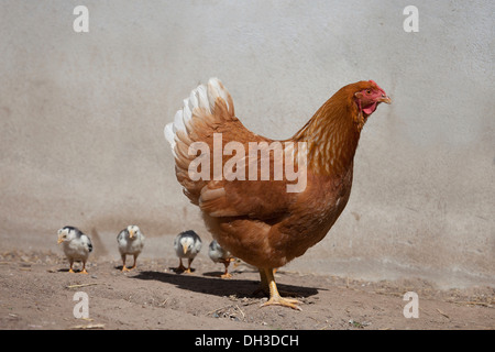 Dresde en noir et blanc de poulet avec les poussins, les croise avec poulet italien, également connu sous le nom de Livourne Banque D'Images