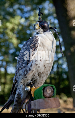 Faucon lanier (Falco biarmicus), femme, avec une hotte falcon Banque D'Images