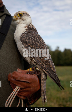 Faucon lanier (Falco biarmicus) sur un gant du falconer Banque D'Images