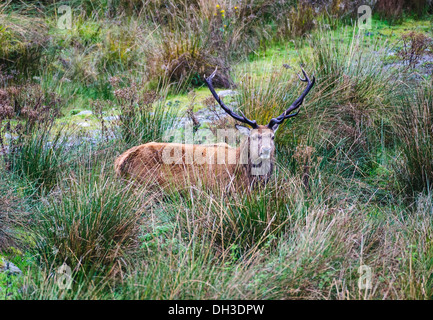 Stag at le Galloway Forest Park pendant la saison du rut d'automne Banque D'Images