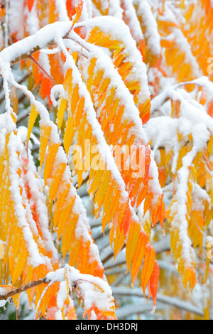 La neige (vinaigrier Rhus typhina) en automne, Bade-Wurtemberg Banque D'Images