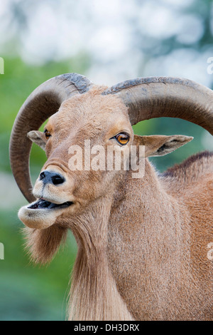 Le mouflon à manchettes (Ammotragus lervia), Stuttgart, Bade-Wurtemberg Banque D'Images