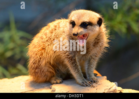 Meerkat ou Surikate (Suricata suricatta), originaire d'Afrique, captive, Bade-Wurtemberg Banque D'Images