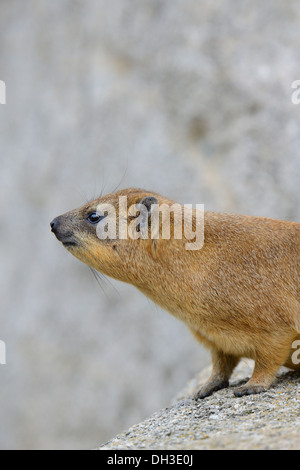 Hyrax Rock Hyrax ou du Cap (Procavia capensis), originaire d'Afrique et d'Asie occidentale, Bade-Wurtemberg Banque D'Images