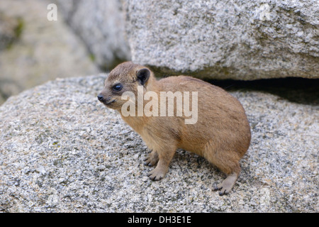 Hyrax Rock Hyrax ou du Cap (Procavia capensis), les jeunes, africains et asiatiques de l'Ouest Espèce, Bade-Wurtemberg Banque D'Images