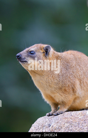 Hyrax Rock Hyrax ou du Cap (Procavia capensis), Bade-Wurtemberg, Allemagne Banque D'Images