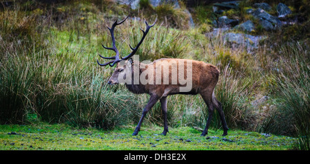 Stag at le Galloway Forest Park pendant la saison du rut d'automne Banque D'Images