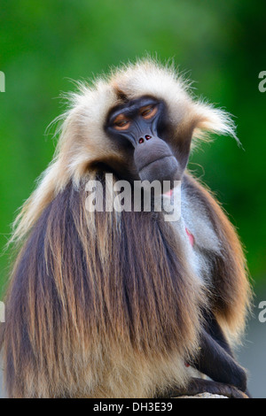 Le babouin gélada (Theropithecus gelada), Bade-Wurtemberg, Allemagne Banque D'Images