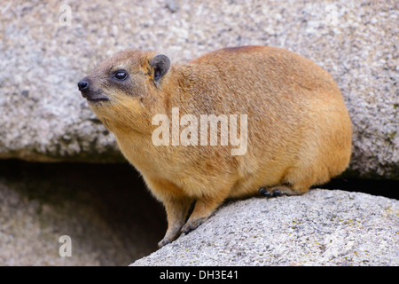 Hyrax Rock Hyrax ou du Cap (Procavia capensis), Bade-Wurtemberg, Allemagne Banque D'Images