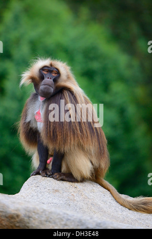 Le babouin gélada (Theropithecus gelada), Bade-Wurtemberg, Allemagne Banque D'Images