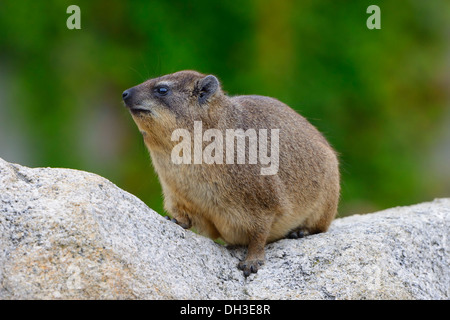 Hyrax Rock Hyrax ou du Cap (Procavia capensis), Bade-Wurtemberg, Allemagne Banque D'Images