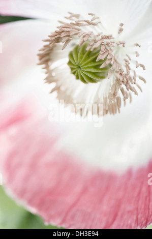 Coquelicot Papaver somniferum. Fermer cropped view of simple fleur avec pétales blancs légèrement en rose et montrant le détail des étamines Banque D'Images