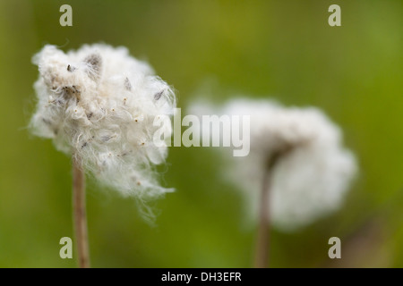 La linaigrette (Eriophorum) Banque D'Images