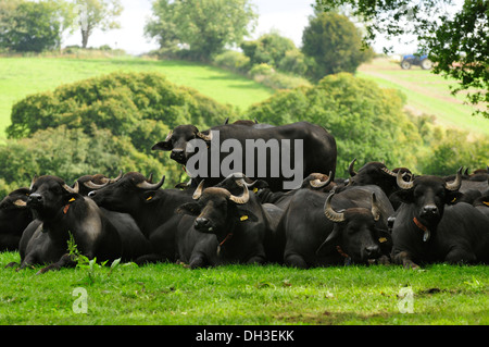 Le buffle d'eau à Laverstoke Park Farm, Hants, UK Banque D'Images