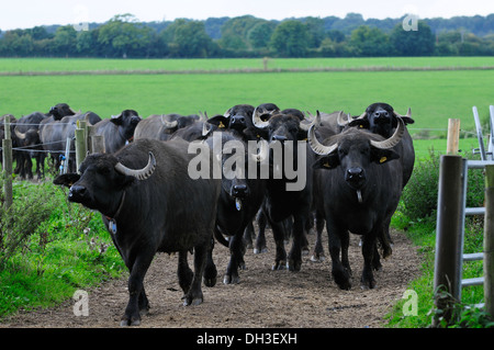 Le buffle d'eau à Laverstoke Park Farm, Hants, UK Banque D'Images