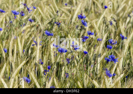 Le bleuet (Centaurea cyanus) et champ de maïs Banque D'Images