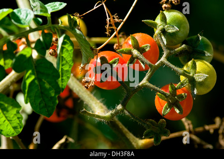 Le mûrissement des tomates cerises sur la vigne dans un jardin biologique à Chicago, Illinois, USA. Banque D'Images