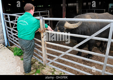 Avec de l'eau agriculteurs à buffalo [Laverstoke Park Farm, Hampshire] UK Banque D'Images