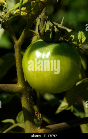 Le mûrissement de la Tomate verte sur la vigne dans un jardin biologique à Chicago, Illinois, USA. Banque D'Images