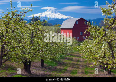 Hood River Comté, ou poiriers en fleurs avec grange rouge et Mt. Capot en Hood River Valley Banque D'Images