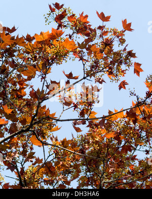 Bourgeons d'érable printemps croissant dans Chicago, Illinois, USA. Banque D'Images