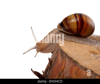 Escargot rampant sur pin-souche d'arbre. Isolé sur fond blanc. Banque D'Images