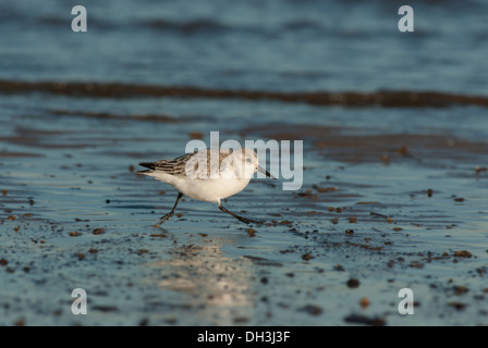 Bécasseau sanderling (Calidris alba) s'exécutant sur plage, Norfolk, Angleterre, Banque D'Images