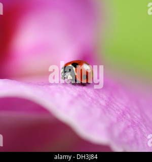 Une petite coccinelle est la marche sur une fleur colorée, avec copyspace Banque D'Images