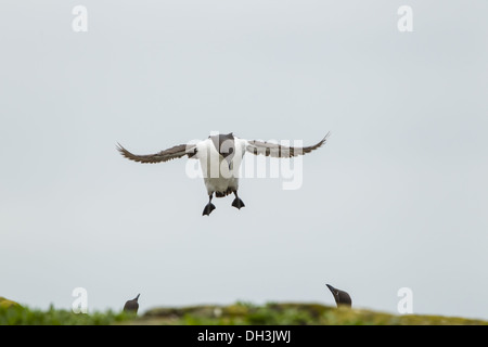 Guillemot (Uria aalge) Banque D'Images