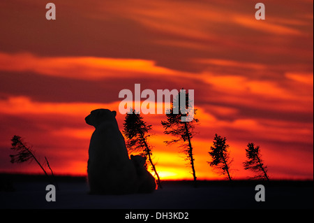 Énoncé des travaux de l'ours polaire (Ursus maritimus) avec un cub assis dans le coucher du soleil, Parc National de Wapusk, la baie d'Hudson, au Manitoba, Canada Banque D'Images