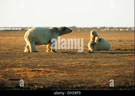 Deux jeunes ours polaires (Ursus maritimus) faire semblant de se battre les uns avec les autres avec leur mère regardant, Kaktovik, région du versant nord Banque D'Images