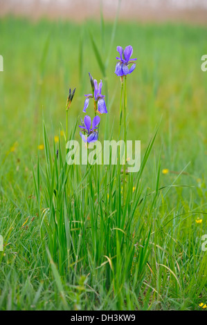 Iris de Sibérie (Iris sibirica), le lac de Constance, delta du Rhin, de l'Autriche, de l'Europe Banque D'Images