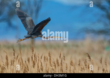 Héron pourpré (Ardea purpurea), Autriche Banque D'Images