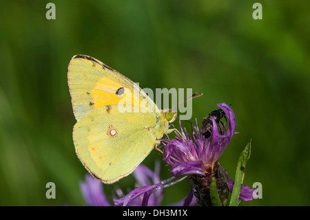 Jaune pâle brouillé (Colias hyale), Autriche Banque D'Images